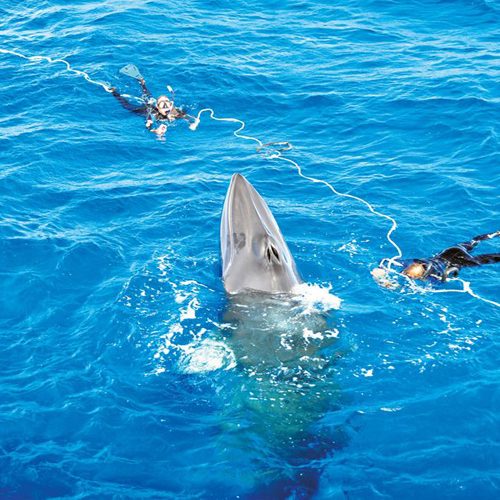 Minke whale Ribbon Reef Cairns